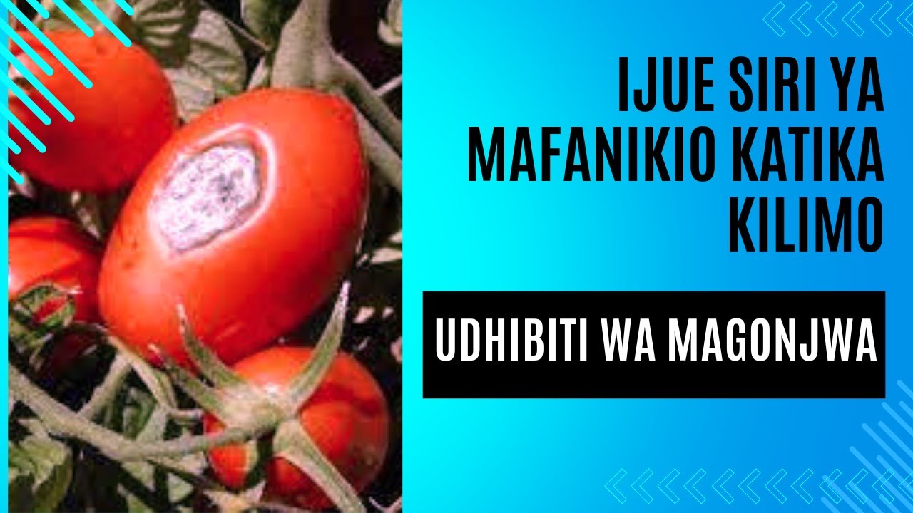 UTHIBITI WA VISUMBUFU SHAMBANI_ DAWA ZA UKUNGU