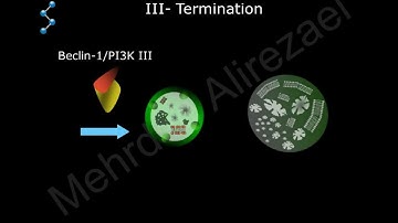 Very Simplified Molecular mechanism of Autophagy Flux