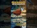 African jacana Amazing facts? #facts #shorts #birds #wildlife