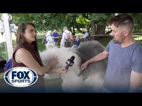 Westminster Kennel Club: How much grooming does it take? | FOX SPORTS