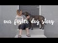 A stray dog followed me home 💔  // Rescue Dog Transformation story