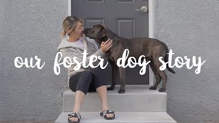 A stray dog followed me home 💔  // Rescue Dog Transformation story by emwng 29,216 views 3 years ago 12 minutes, 38 seconds