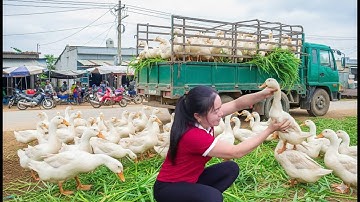 Harvesting 1000+ Ducks, Use Truck To Transport Ducks Go To Countryside Market Sell