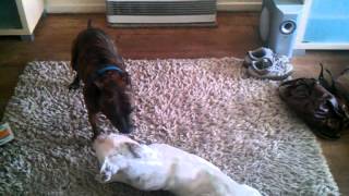 2 Staffies Playing Boy Girl