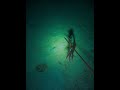 Night Spearfishing #freediving #spearfishing