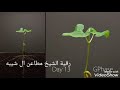 الرقيه الشرعيه للشيخ مطاعن شيبه