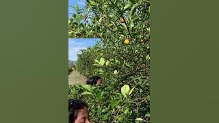 Download lagu Samara Reza Orange picking in Florida