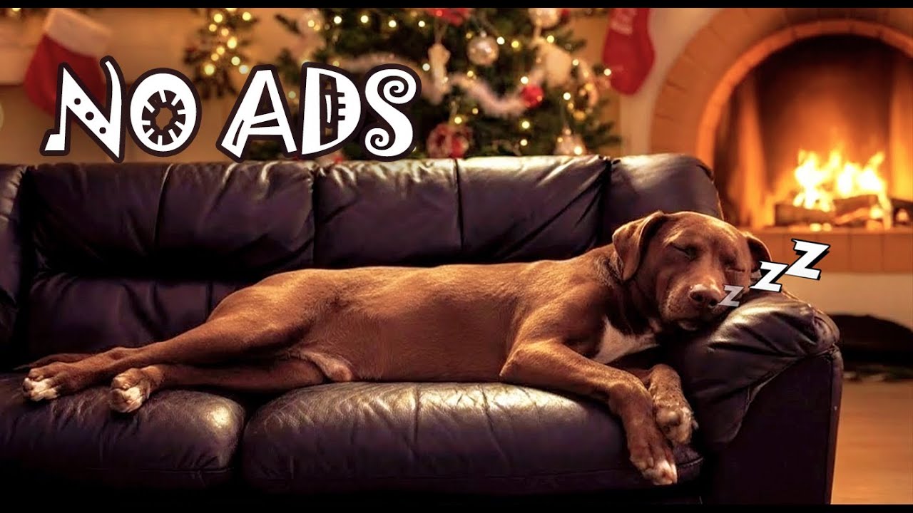 12 Hours Calming Music & Dog Videos NO ADS 🐶 Dog TV for Dogs Home Alone