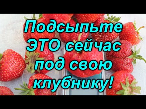 Вот что мы подсыпаем под клубнику осенью, чтобы собирать небывалый урожай!