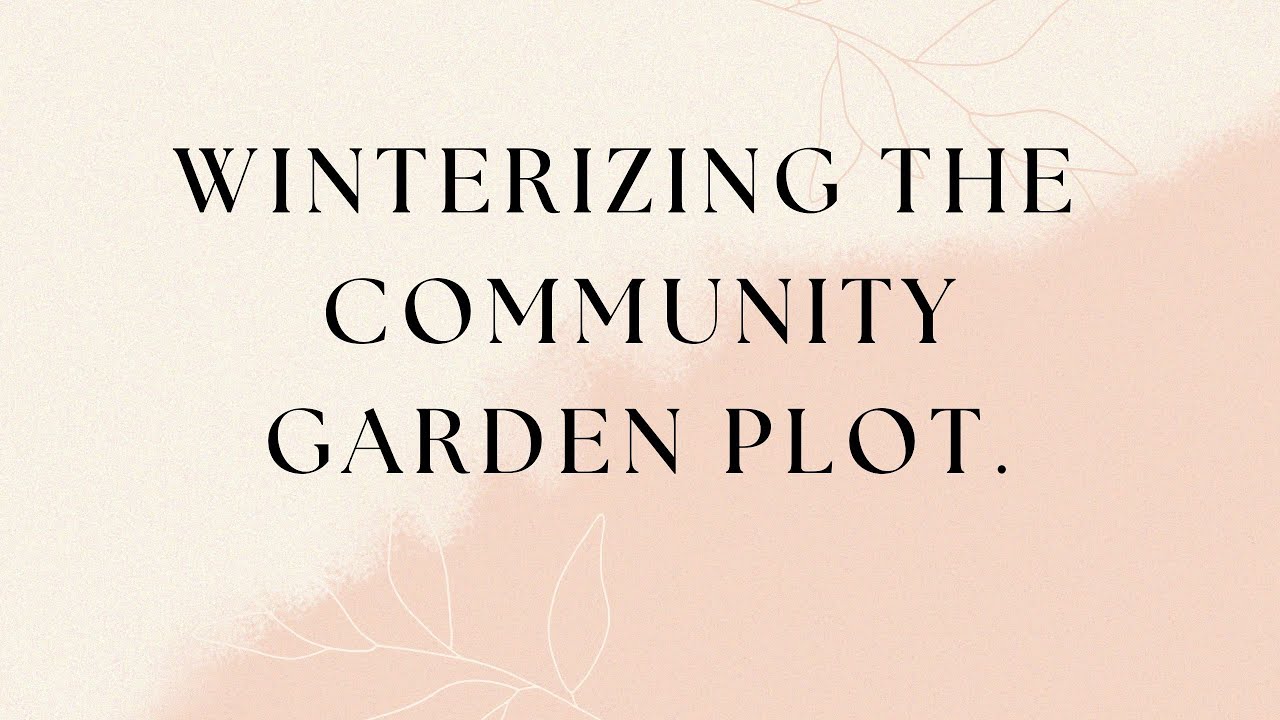 Winterizing our vegetable garden plot at the Fenton community garden. 