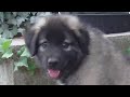 9 Weeks Old Sarplaninac Puppy 🐶 Training and Tricks [Best Of]