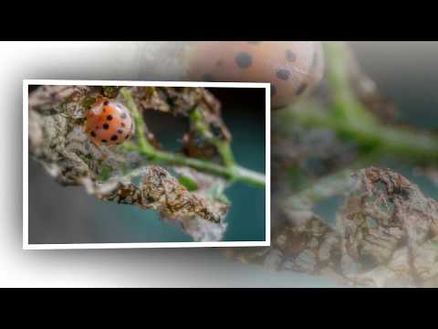 วงจรชีวิตแมลงเต่าทอง Ladybug life cycle (อ่านรายละเอียดที่คำอธิบายใต้คลิป)