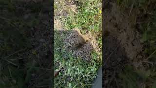 Domalan- keme mantarı #malatya