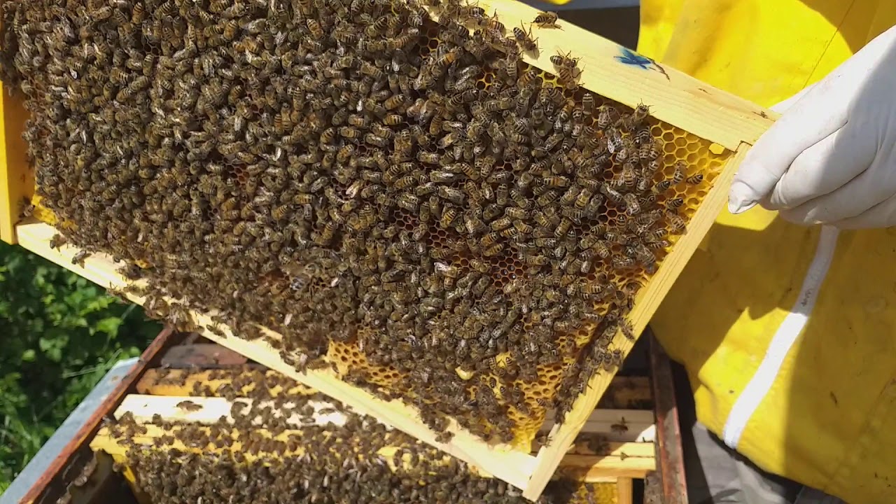 Blocco della sciamatura  (terza  parte)