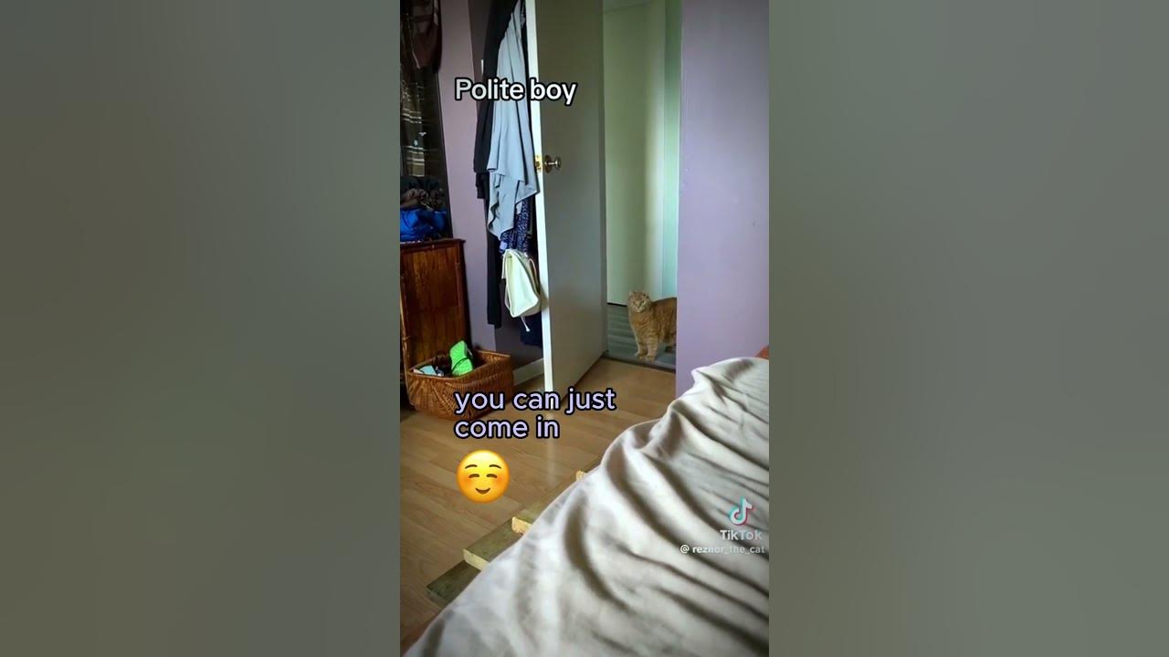 When your Cat is a People Pleaser Learning to Vocalize his Needs cats