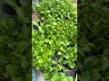 Micro Garden Greens #offgrid #garden #vegetables #shtf #survival #greens #spring #asia #augusta