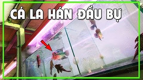 Mua Cá Cảnh Ở Sài Gòn và ngắm đàn Cá La Hán Đẹp Đầu Khủng