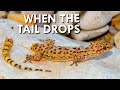 What happens after you lose your tail?