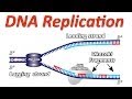 DNA Replication Rap