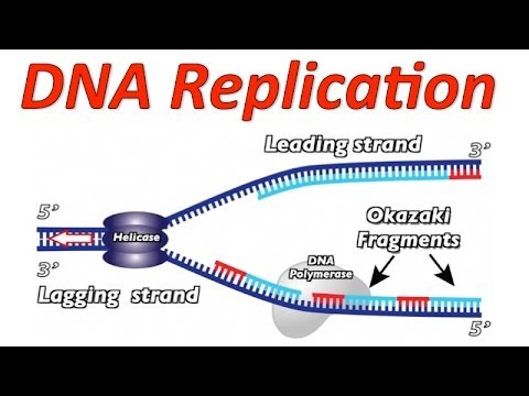 Video: Miksi DNA-replikaatiossa on RNA-alukkeita?