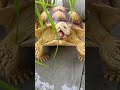 Wow so cute tortoise   plzz share karo friend shorts