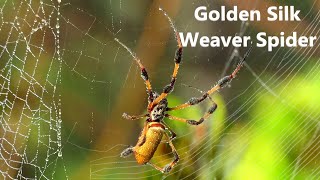 Golden Silk Orb Weaver Spider  Spinning a Web Documentary