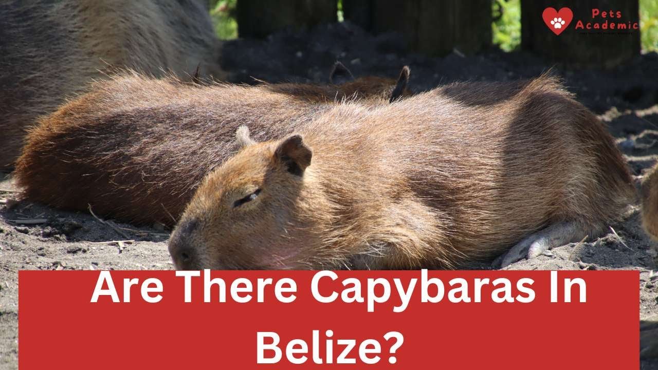Are Capybaras in Belize? Discover Their Surprising Presence