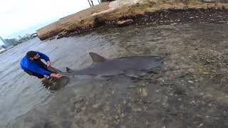 Fishermen Capture and Release Large Bull Shark in Sydney Harbour
