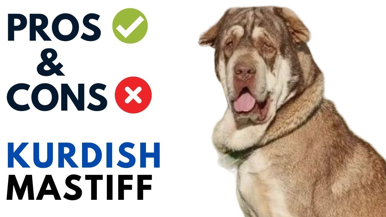 Kurdish Mastiff  Pros and Cons  Pishdar Dog Advantages and Disadvantages