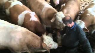 05022016 Hampton Simmental1