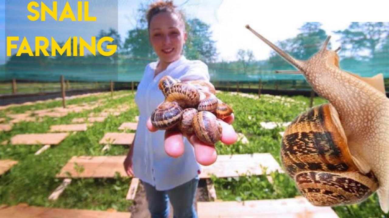 Amazing Snail Harvest and Processing - Snail Farm Technology 🐌 ...
