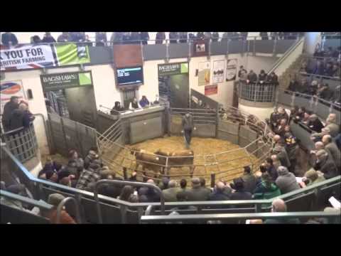Bakewell Market Store Cattle Section - Monday 24th February 2014