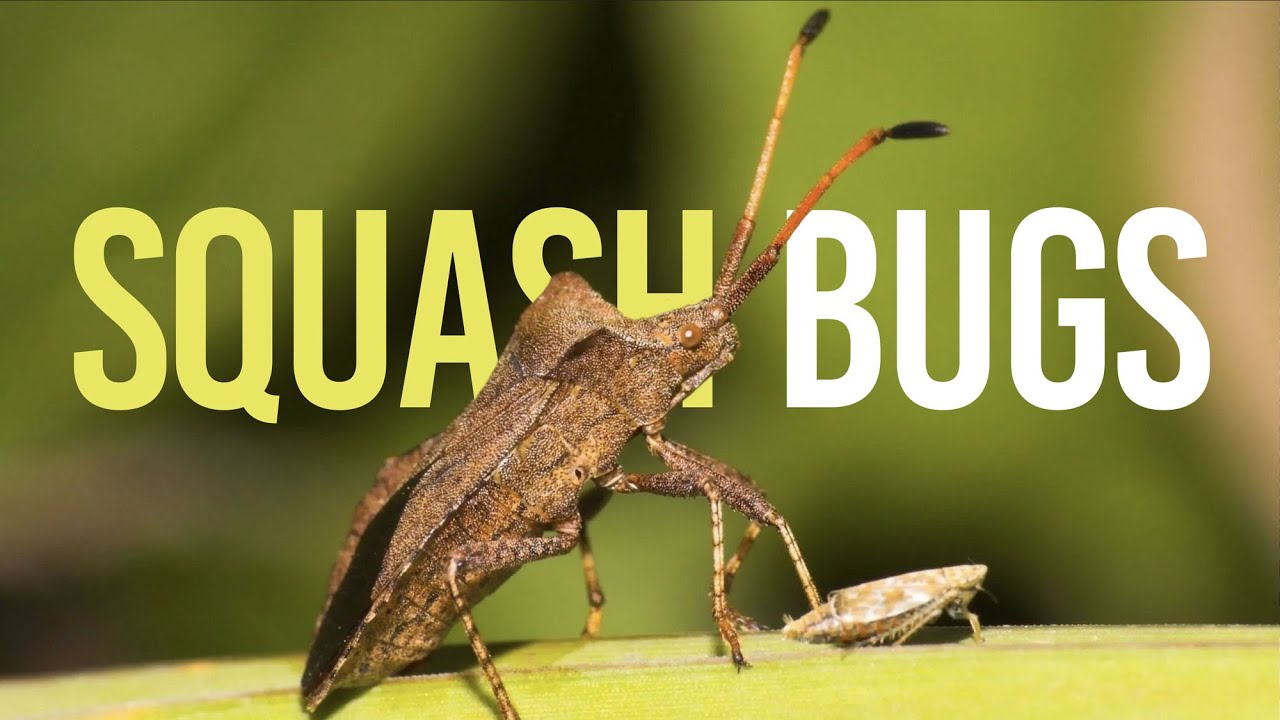Squash Bugs YouTube