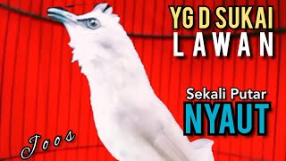 Download Lagu Suara Trucukan TERBAIK YG D CARI CARI SEKALI DENGAR SEMUA TRUCUKAN NYAUT NGROPEL MENDENGAR NYA ‼️ MP3