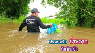 ฝนตกหนัก น้ำหลาก หากินข้าวป่า ยกยอ ลงข่ายดักปลาสนุกเลย/บ้านนาพาสุข EP.281