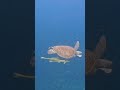 snorkeling with turtle