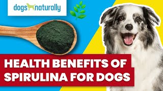 Health Benefits Of Spirulina For Dogs