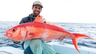 MASSIVE Queen Snappers and a Giant Hammerhead