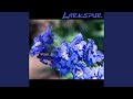 Yellow Larkspur