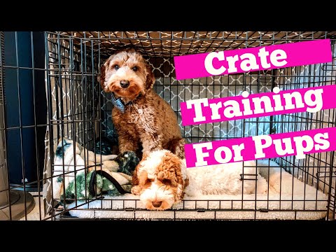 Video: Naučte svého psa milovat její chovatelskou stanici Run