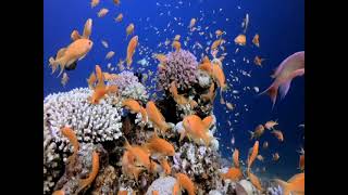 Gentle Oceanic Symphony MEDITATION & RELAXATION MUSIC