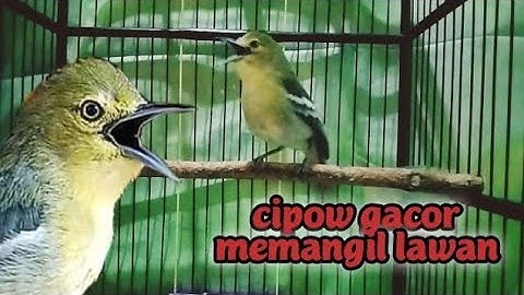 dalam sekejap sirtu/cipoh manapun bakal langsung respon dengar pangilan sirtu gacor ini.