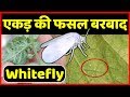 सफ़ेद मक्खी की काली करतुते😥😥Whitefly Attack and Control all Information | Vegetable Farming