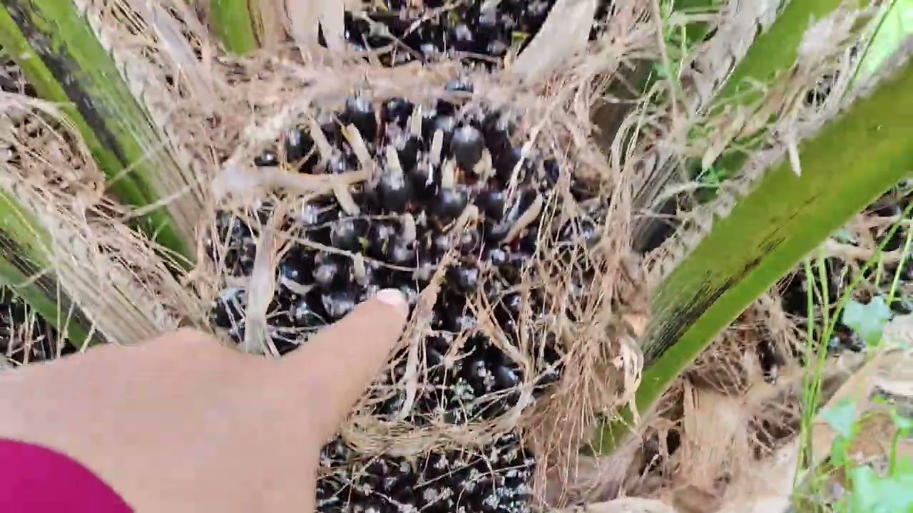 พาชมปาล์มซีหราด เอลิท อายุ3ปี10เดือน  สกลนคร พันธุ์ปาล์ม