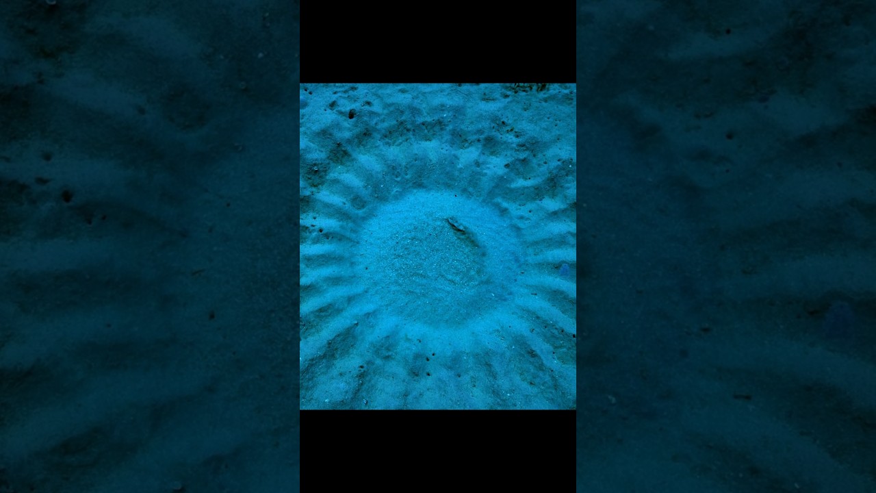 Мастер-строитель морского дна — это его работа, выполненная с любовью. 