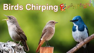 Birds Chirping| Nature Sounds| Birds Singing