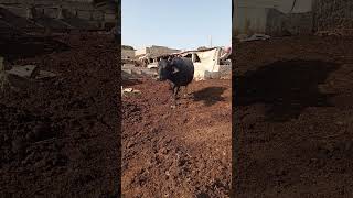 گابن بھینس | Buffalo #shorts #youtubeshorts #cattlesfarming #buffalo