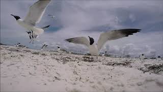 Seagulls at Mexico Beach