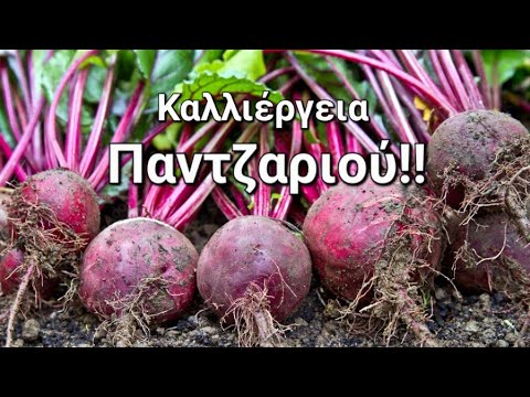 Βίντεο: Καλλιέργεια γογγύλων - Πληροφορίες για το πώς να καλλιεργήσετε γογγύλια