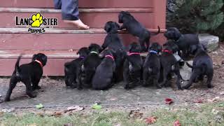 Lab/Boxer Puppies
